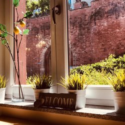 Fensterbank mit Pflanzen